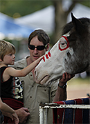 Petting Horse